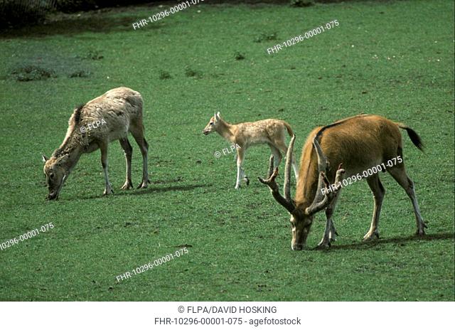 Pere David's Deer Elaphurus davidianus two grazing with young