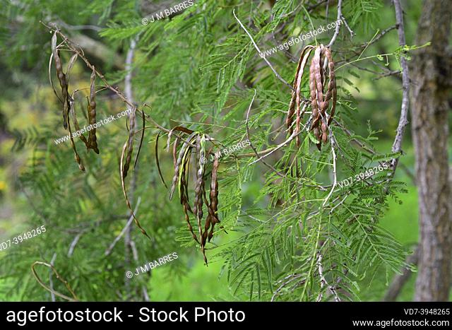 Cork thorn tree (Acacia davyi) is an evergreen small tree native to southern Africa. Fruits and leaves detail