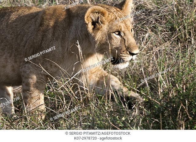 Lion cub (Panthera leo), Masai Mara, Kenya