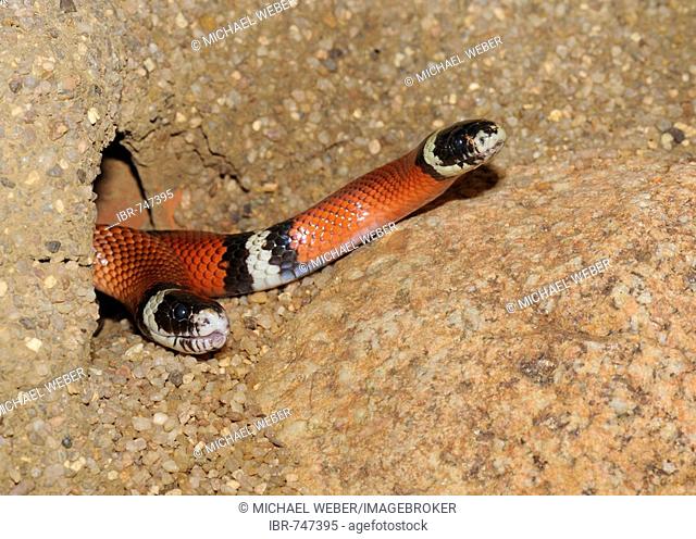 Scarlet Kingsnakes (Lampropeltis triangulum elapsoides), captive, Mexico