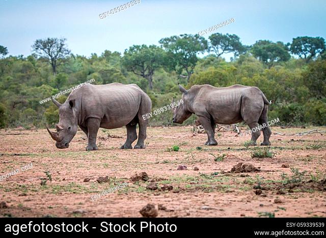 Two White rhinos standing in the dirt in the Kruger National Park, South Africa