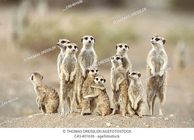 Meerkat or suricate (Suricata suricatta) family with young on the lookout at the edge of their burrow. Kgalagadi Desert. Southeast Namibia
