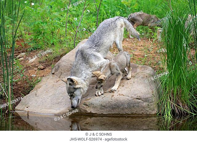 Gray Wolf, (Canis lupus), adult with young at water social behaviour, Pine County, Minnesota, USA, North America