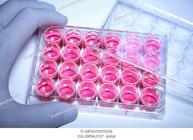 Gloved hand holding multiwell dish containing cell culture medium (DMEM)