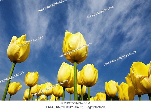 Yellow Tulips in a garden, Indira Gandhi Tulip Garden, Srinagar, Jammu And Kashmir, India