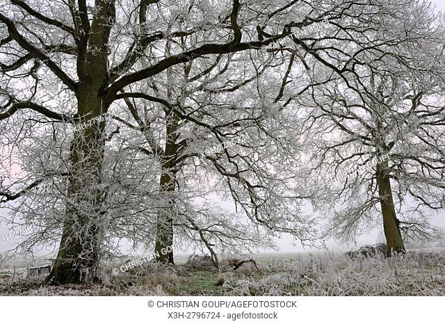covered in frost oak trees in a field on the edge of the Forest of Rambouillet, Haute Vallee de Chevreuse Regional Natural Park, Yvelines department