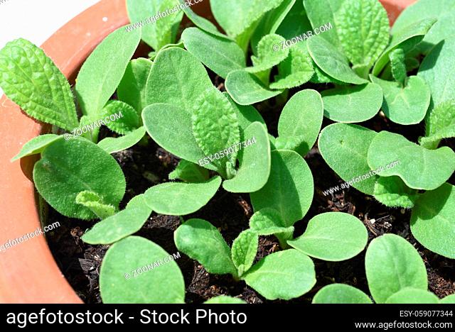 Borretsch, Borago officinalis, ist eine wichtige Heil- und Medizinalpflanze. Das Kuechenkraut wird auch in der Frankfurter Gruene Sosse verwendet