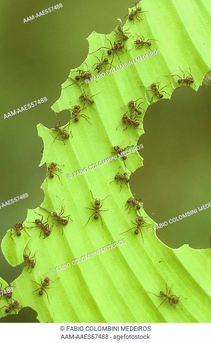 Leaf Cutter Ants Atlantic Forest, Brazil