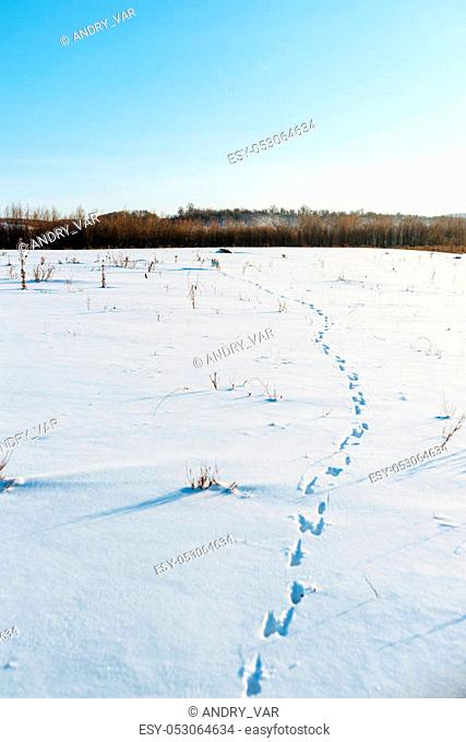white dog in a winter field explores the terrain