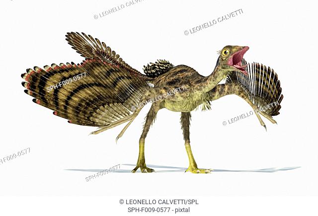 Artwork of an archaeopteryx dinosaur against a white background