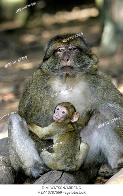 Barbary macaque / ape or rock apes - male protecting young (Macaca sylvanus)
