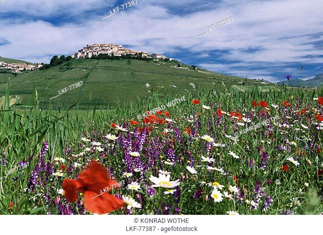 Meadow with flowers and Castelluccio, Piano Grande, Monti Sibillini National Park, Italy