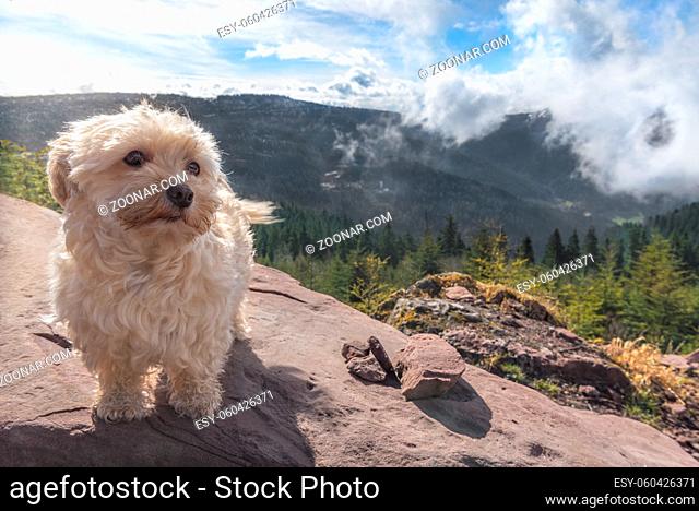 Bichon Havanese dog standing on a rock, with the peaks of the Hornisgrinde mountains covered by clouds, in the background, near Seebach, Germany