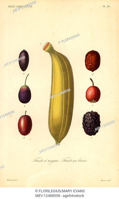 Fruits, Fruits a noyau. Banana, Musa sapientum 1, olive, Olea europaea 2, 4, jujube, Ziziphus jujuba 3, scarlet hawthorn, Crataegus coccinea 5, Cornelian cherry