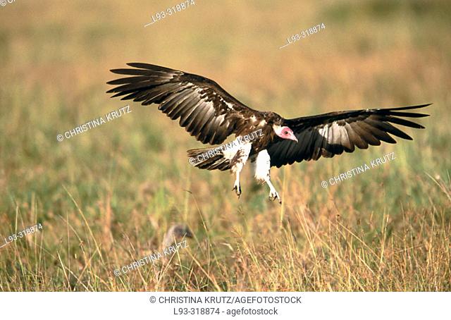 Hooded Vulture (Necrosyrtes monachus). Masai Mara. Kenya