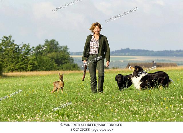 Young female hunter with a Labrador, a Collie and a Roe Deer (Capreolus capreolus), fawn, 5-6 weeks, hand-rearing, Vulkaneifel district, Rhineland-Palatinate