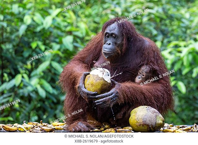 Reintroduced mother and infant orangutan, Pongo pygmaeus, Camp Leakey, Tanjung Puting National Park, Borneo, Indonesia