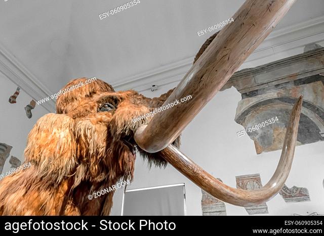 Realistic life size replica model of Woolly Mammoth. Civic Museum of Natural Sciences of Bergamo, ITALY - October 5, 2019