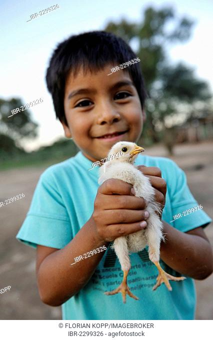 Boy holding a chick in his hands, Gran Chaco, Santiago del Estero Province, Argentina, South America