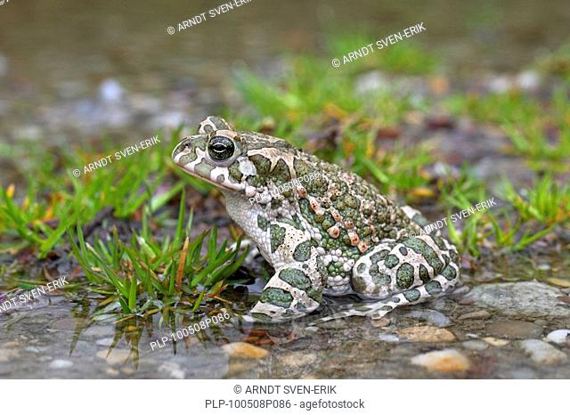 European Green Toad Bufo viridis / Pseudepidalea virdis, Austria