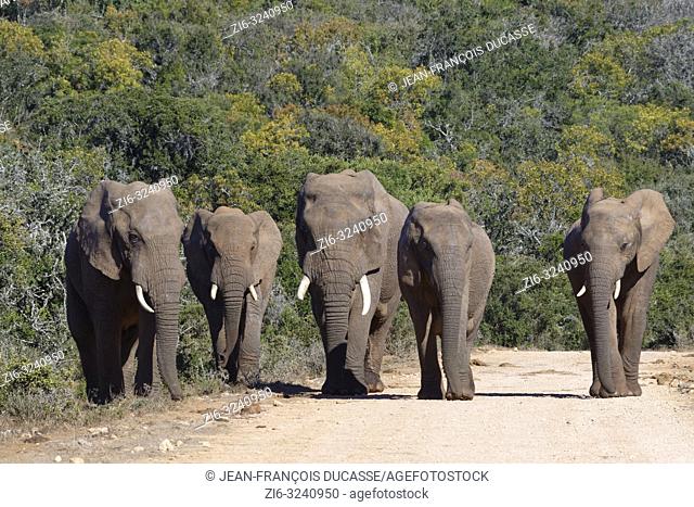 African bush elephants (Loxodonta africana), herd, walking on a dirt road, Addo Elephant National Park, Eastern Cape, South Africa, Africa