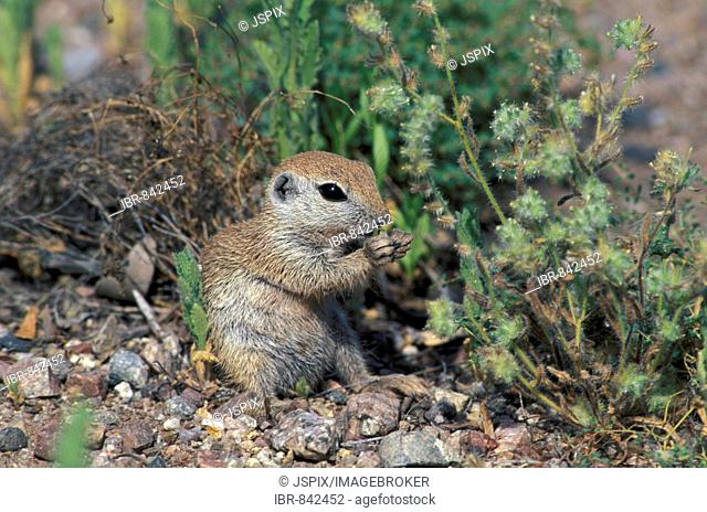 Round-tailed Ground Squirrel (Citellus tereticaudus), young eating, Sonora Desert, Arizona, USA