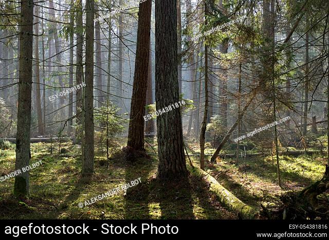Sunbeam entering mixed forest stand in morning with rotted wood in foreground, Bialowieza Forest, Poland, Europe
