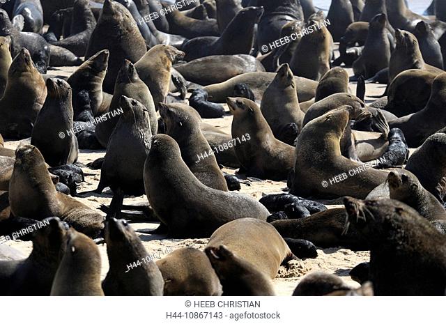 Cape Fur, seals, animals, Arctocephalus pusillus, coast, Skeleton Coast Camp, Wilderness Safaris, Skeleton Coast, National Park, Kaokoland, Kunene Region