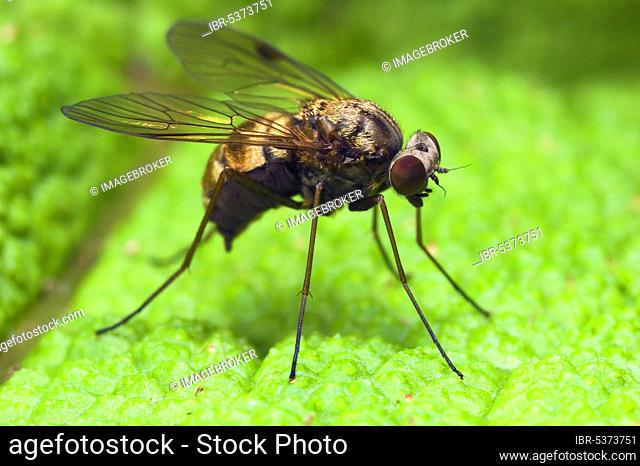 Snipe fly (Chrysopilus erythrophthalmus) Schleswig-Holstein, Germany, Europe