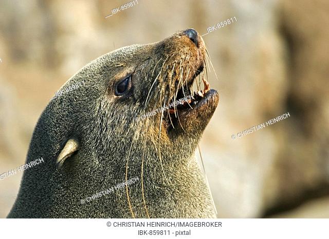 Cape Fur Seal or South African Fur Seal (Arctocephalus pusillus) on the Benguela Current on the Atlantic Coast, Cape Cross, Skeleton Coast, Namibia, Africa