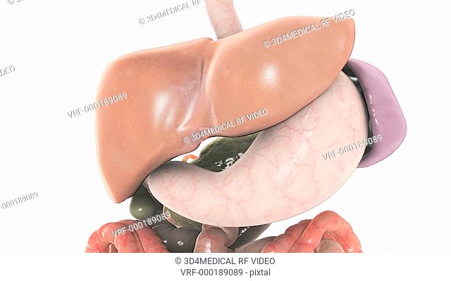 Animation depicting the liver pancreas, liver, spleen and gallbladder rotating. The organs start surrounded by the rest of the digestive system which dissolves