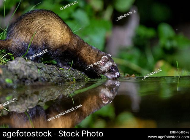 France, Brittany, Ille et Vilaine), Robin (Erithacus rubecula), drinking from a pond, water level digitaly modified