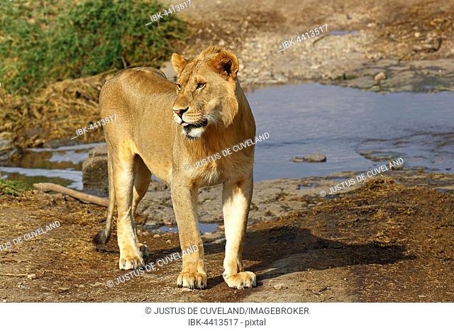 African lion (Panthera leo), young male, Serengeti National Park, Tanzania
