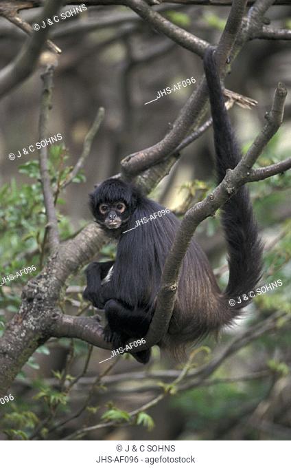 Spider Monkey , Primate , Primates , Ateles geoffroyi , South America , Adult on tree