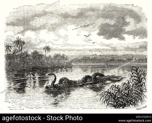 A Boa floating on a log on the Rio Verde, Colombia. Old 19th century engraved illustration. Travel to New Granada by Charles Saffray from El Mundo en La Mano...