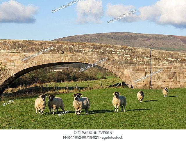 Domestic Sheep, Lonk ewes, flock standing in pasture beside bridge, Burhome Bridge, Whitewell, Lancashire, England, autumn