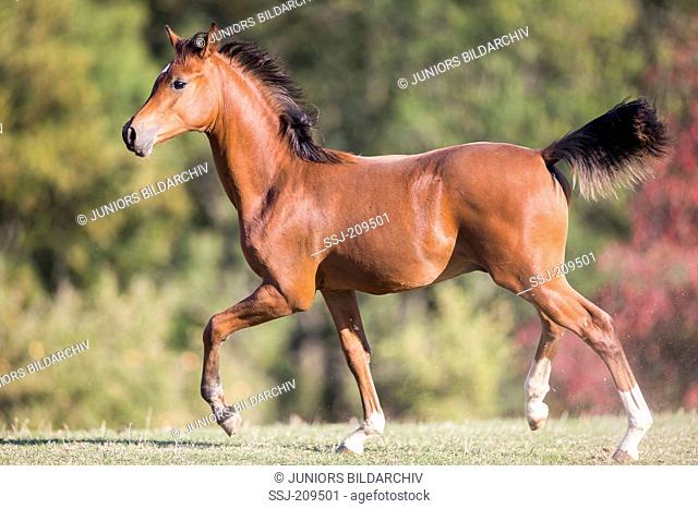 Arabian Horse. Bay colt trotting on a pasture Austria