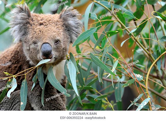 An Australian Koala in its natural habitat