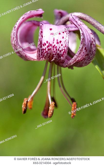 Turk's cap lily or Martagon - Lillium Martagon -, Somport, Huesca, Spain