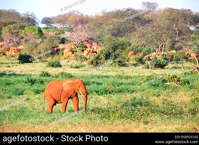 One big red elephant walks through the savannah between many plants