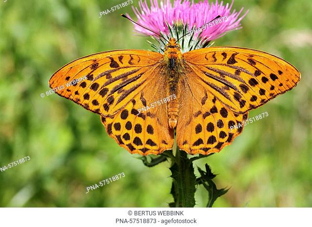 Silver-washed Fritillary (Argynnis paphia), Brush-Footed Butterflies (Nymphalidae), Butterflies (Lepidoptera), Insects (Insecta), Arthropods (Arthropoda)