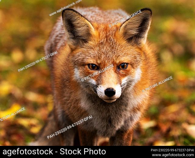 31 October 2022, Berlin: 31.10.2022, Berlin. A fox (Vulpes vulpes), a female animal, stands among colorful leaves on a meadow in the Botanical Garden on an...