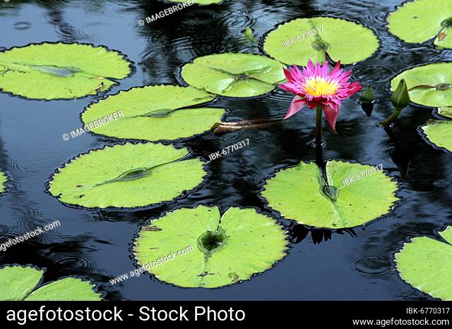 Waterlily, tropical water lilies (monet series) (Nymphea) hybrid Flower Bloom Florida USA