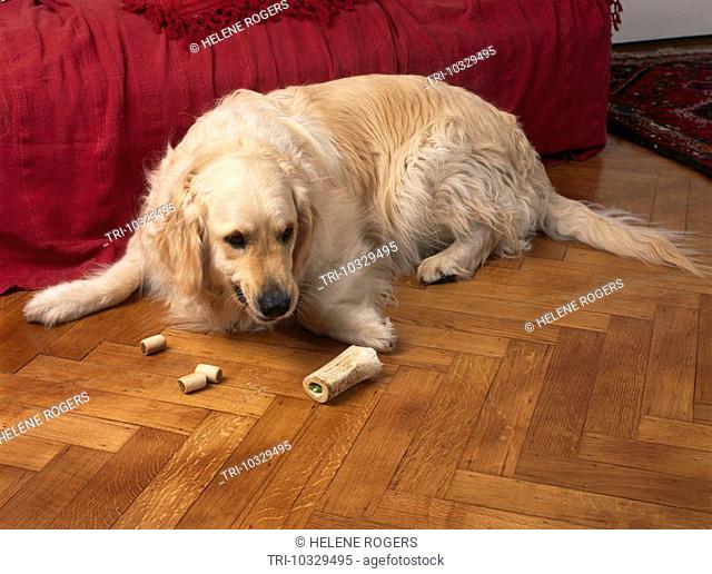 Golden Retriever Laying On Floor Eating Bone