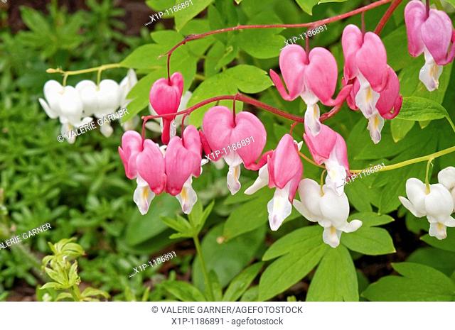 This macro image is of Dicentra spectabilis plants, otherwise known as the perennial bleeding heart flowers This stock photo shows both white and pink varieties...