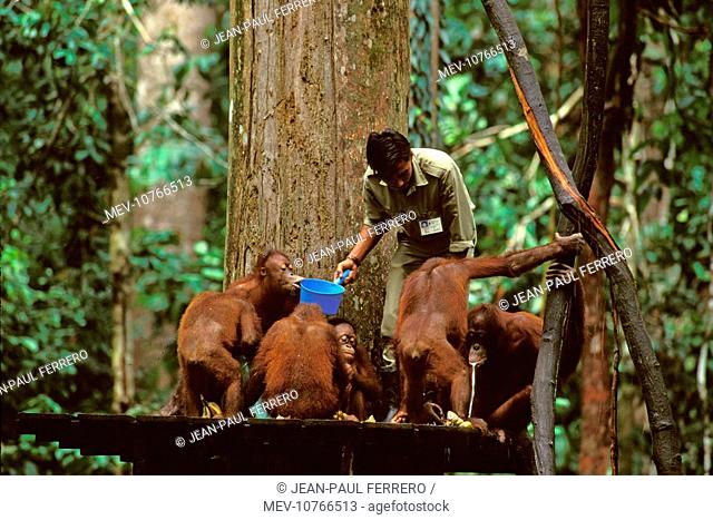 Orang-utan - Being fed by ranger from feeding platform (Pongo pygmaeus)