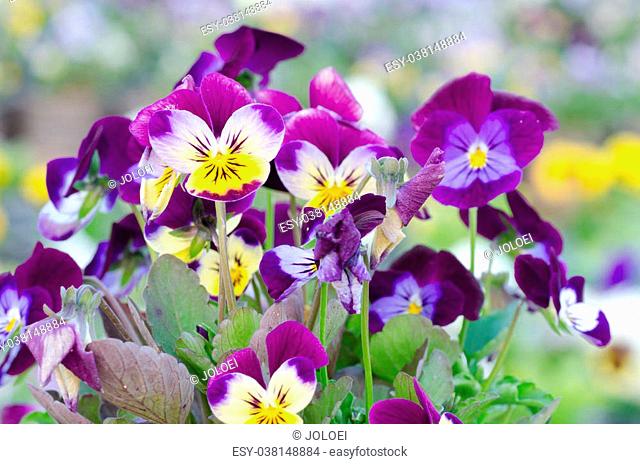 Viola cornuta, horned pansy, tufted pansy