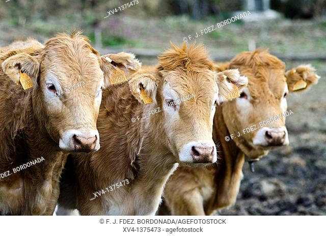 Livestock in Erro Valley, Navarre, Spain