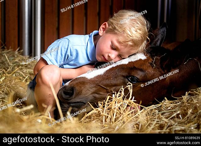 Oldenburg Horse. A boy smooching with bay foal, which is lying in straw. Germany