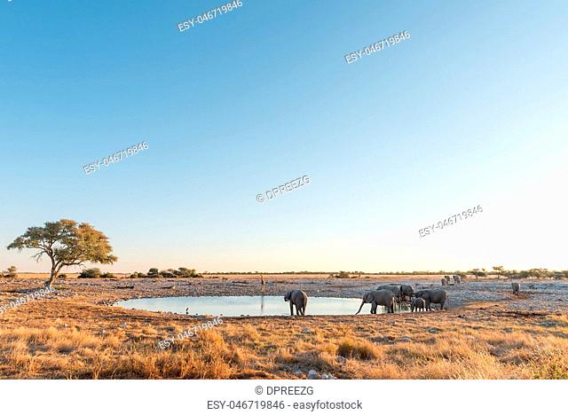 Herd of African Elephants at a waterhole at sunset